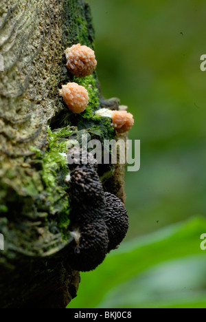 Die "Schleim-Form" (Myxomycete) Tubifera Ferruginosa, Wales. Stockfoto