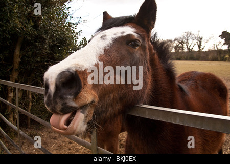 Pferd, seine Zunge raus, Hampshire, England. Stockfoto