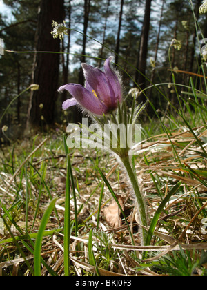 Küchenschelle (Pulsatilla Vulgaris) in einem Wald Stockfoto