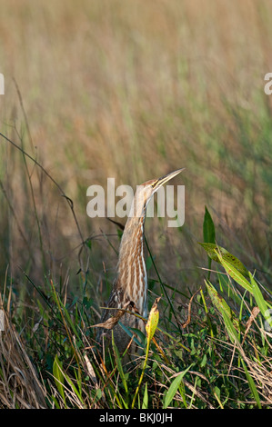 Amerikanische Rohrdommel: Botaurus Lentiginosus. Anhinga Trail, Everglades, Florida, USA Stockfoto