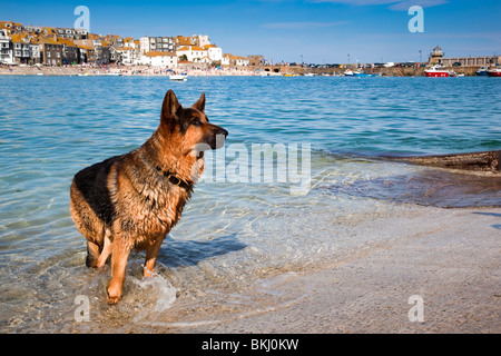 Elsässische Hund schwimmen im Hafen; St Ives; Cornwall Stockfoto