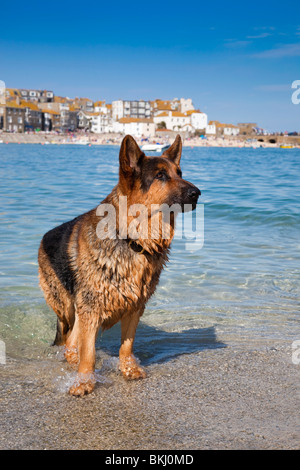 Elsässische Hund schwimmen im Hafen; St Ives; Cornwall Stockfoto