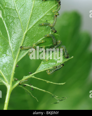 Junge Stachelbeere Blattwespen (Nematus Ribesii) Larven ernähren sich von einem ogrozd Blatt Stockfoto