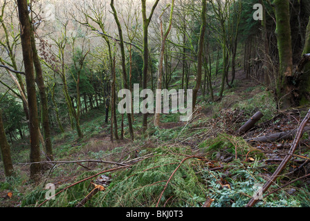 Western Hemlock Tsuga Heterophylla gepflanzt im alten Eiche Wald gerodet im Rahmen des Programms "Bessere Woods für Wales" Stockfoto