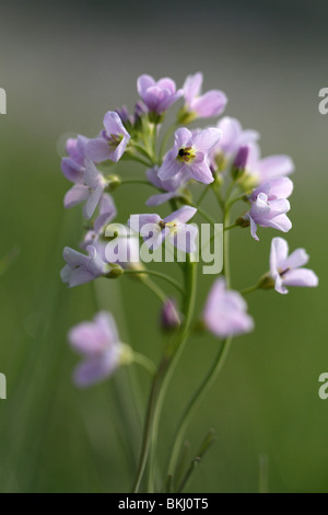 Cardamine Pratensis, Kuckuck Blume oder Lady's Smock Stockfoto