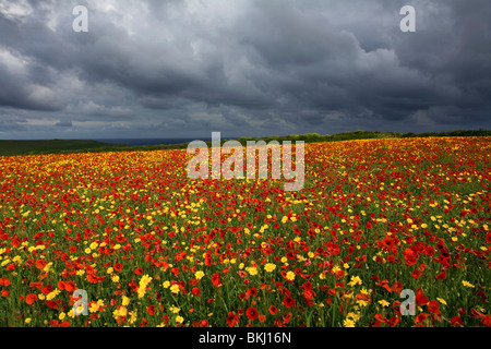 Pentire West; Sommer; Mohn und Mais Ringelblumen Teppich Boden Stockfoto