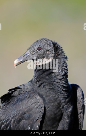 Mönchsgeier: Coragyps Atratus. Everglades, Florida, USA Stockfoto