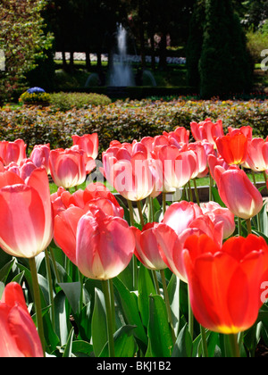 Tulpe 'Tom Pouce' Stockfoto