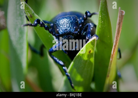 Öl-Käfer (Meloe proscarabaeus) kriechen durch Rasen Stockfoto