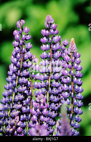 Falkland-Inseln, Karkasse Insel, Lupinen Blumen in der Siedlung. Stockfoto