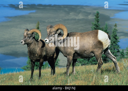 Dickhornschaf (Ovis Canadensis), Jasper Nationalpark, Alberta, Kanada. Stockfoto