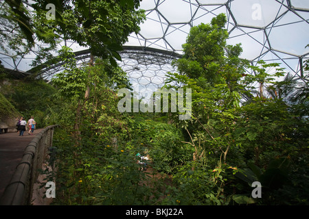 Regenwald Kuppel Innenraum, Eden Project, St Austell, Cornwall, UK Stockfoto