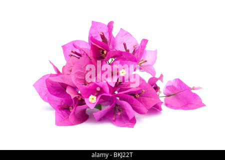 Rosa Bougainvillea Blumen auf weißem Hintergrund Stockfoto