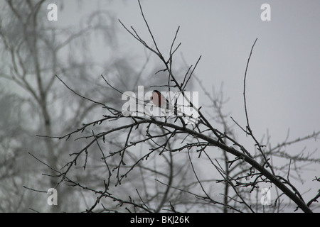 Eurasische Gimpel sitzen auf einem Ast im winter Stockfoto