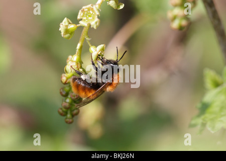 Tawny Mining Bee, Andrena Fulva, Fütterung auf eine Johannisbeer-Blüte Stockfoto