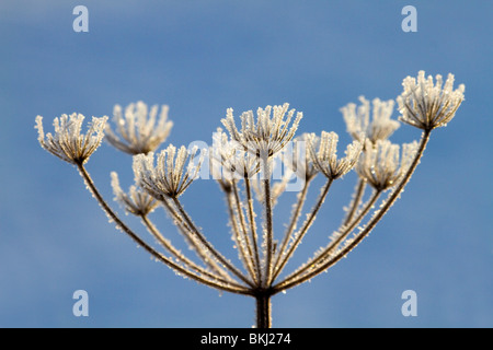 Frost auf Bärenklau Saatgut Kopf; Winter Stockfoto