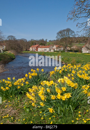 Sinnington North Yorkshire Fluss sieben Narzissen und Hütten. Stockfoto