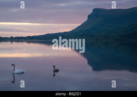 Schwäne auf Glencar Lake, County Sligo Stockfoto