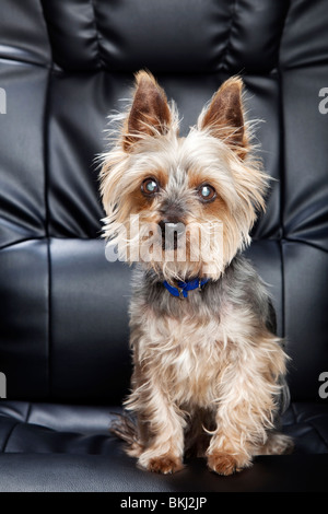 Yorkshire Terrier-Porträt Stockfoto