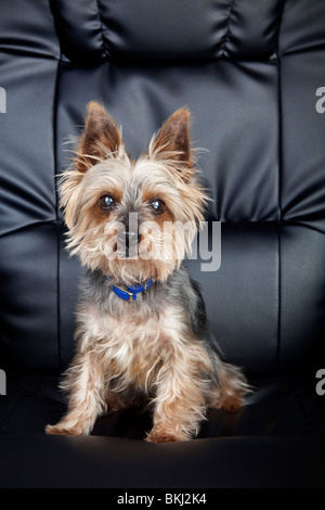 Yorkshire Terrier-Porträt Stockfoto