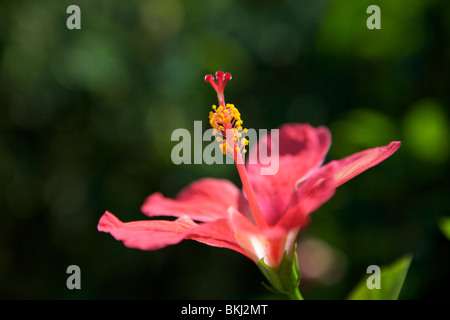 Die Pollen bedeckt Staubfäden der Hibiskus Blume. Stockfoto