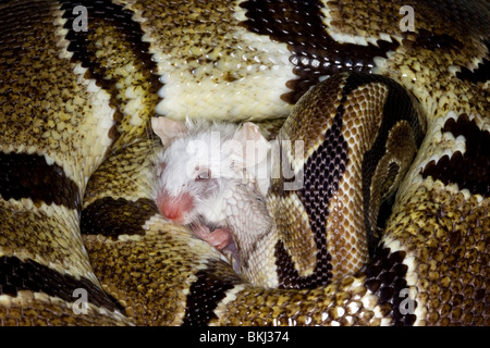 Ein Ball oder Royal Python Schlange die Knochen von einem weißen Maus zerkleinern, bevor Sie Sie essen Stockfoto
