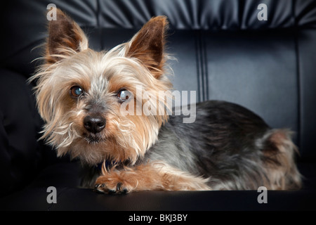 Yorkshire Terrier-Porträt Stockfoto