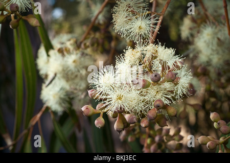 Nahaufnahme von Blumen auf eine Zitrone duftenden Gum, Corymbia Citriodora, Australien. Stockfoto