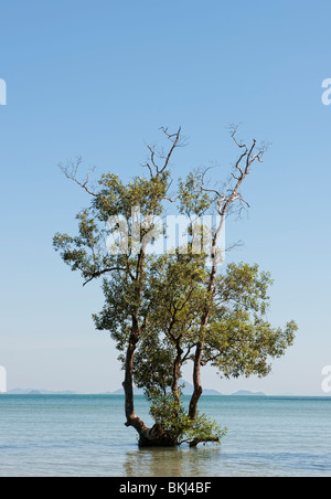 Mangroven-Baum wächst in der Andamanensee vor Krabi, Südthailand Stockfoto