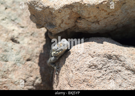 Stellagama Stellio - Eidechse Stockfoto