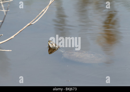 Kaspische Schildkröte oder gestreift Hals Sumpfschildkröte (Mauremys Caspica) Stockfoto