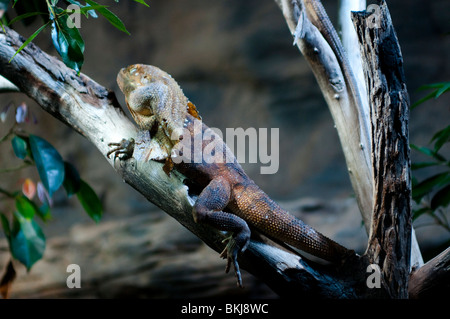 Gewundene Eidechse, Chlamydosaurus Kingii, Sydney Wildlife World, Sydney, Australien Stockfoto