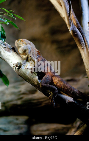 Gewundene Eidechse, Chlamydosaurus Kingii, Sydney Wildlife World, Sydney, Australien Stockfoto