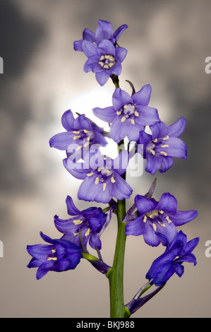 Nahaufnahme von der Blütenstand der spanischen Bluebell Hyacinthoides Hispanica mit Sonne und stürmischen Frühling Wolken hinter. Stockfoto