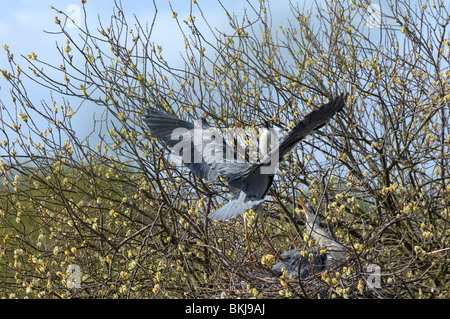 Erwachsenen Graureiher am Nest wieder in Mate. Stockfoto