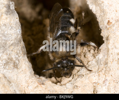 Kuckuck Biene aus das Loch von der behaarten footed Blume Biene, Anthophora Plumipes, nach der Eiablage. Stockfoto