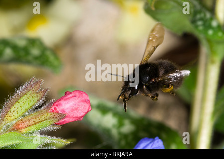 behaarte footed Blume Biene Anthophora Plumipes.  Weiblich, während des Fluges nähert sich eine Pulmonaria Blume.  langen Zunge bereit zeigt, Stockfoto