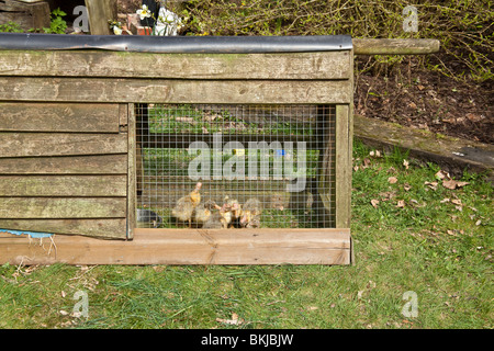 Gosling, Baby Gänse in einem äußeren Hutch. Hampshire, England. Stockfoto