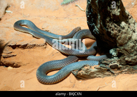 Mulga Snake oder King Brown, Pseudechis Australis, Sydney Wildlife World, Sydney, Australien Stockfoto