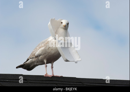 Möwe mit Polystyrol Container fest um seinen Hals. Stockfoto