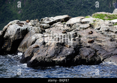 Robben sonnen sich auf Felsen am Ufer von Milford Sound in Fiordlands auf Neuseelands Südinsel neue Stockfoto