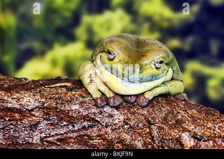 Weißlippen grünen Laubfrosch Stockfoto