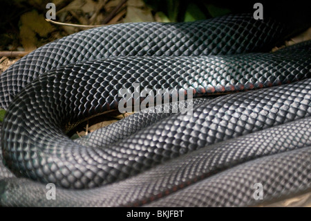 Rotbauch-schwarze Schlange, Pseudechis Porphyriacus, Sydney Wildlife World, Sydney, Australien Stockfoto