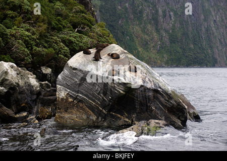 Robben sonnen sich auf Felsen am Ufer von Milford Sound in Fiordlands auf Neuseelands Südinsel neue Stockfoto