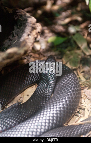 Rotbauch-schwarze Schlange, Pseudechis Porphyriacus, Sydney Wildlife World, Sydney, Australien Stockfoto