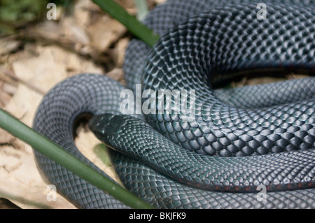 Rotbauch-schwarze Schlange, Pseudechis Porphyriacus, Sydney Wildlife World, Sydney, Australien Stockfoto