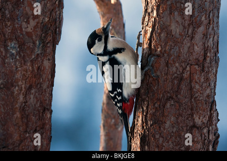 Vogel, Vögel, Specht, Lappland, Finnland, Nordland Stockfoto