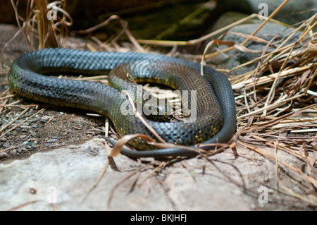 Tiger Snake, Notechis Scutatus, Sydney Wildlife World, Sydney, Australien Stockfoto