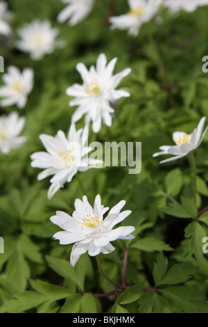 Anemone Nemorosa Montrosa weißen Buschwindröschen Blüte Stockfoto