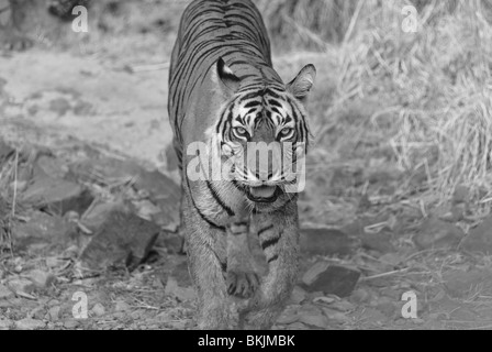 Ein den meisten fotografiert Tigerin Machali und eine Königin der Ranthambore Tiger Reserve, Indien. Stockfoto